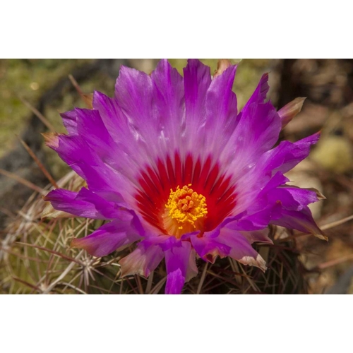 Arizona, Sonoran Desert Cactus blossom close-up